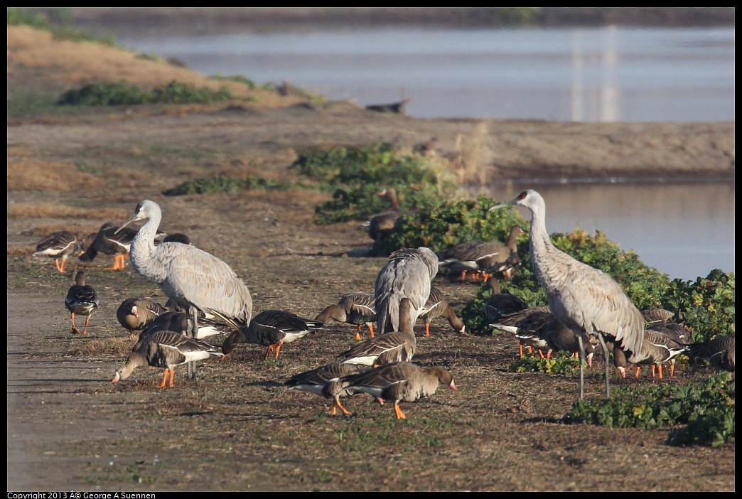 0119-084823-01.jpg - Sandhill Crane and Greater White-fronted Goose 