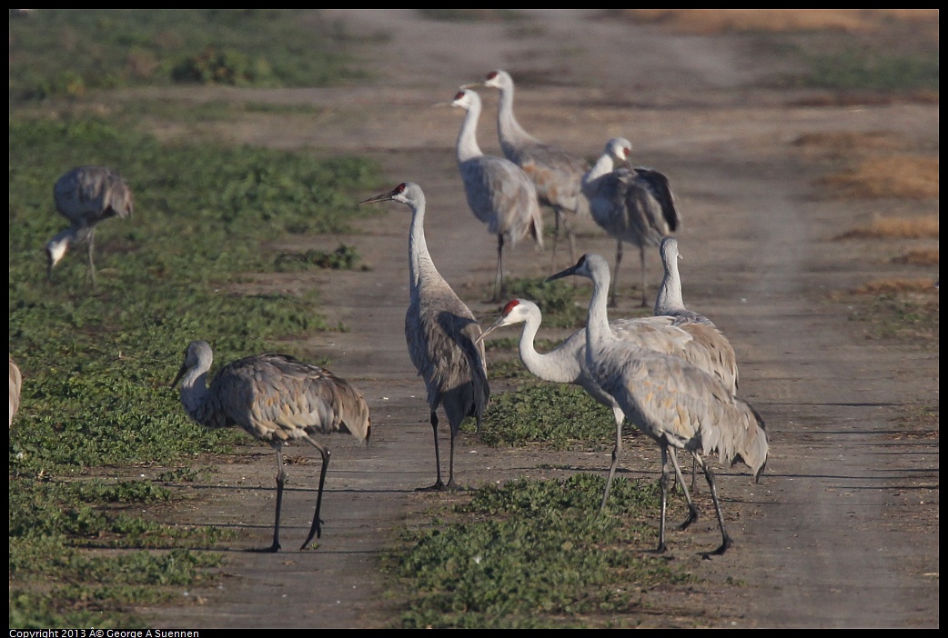 0119-084824-01.jpg - Sandhill Crane