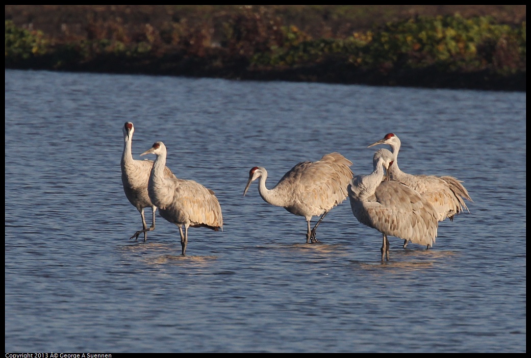 0119-084829-02.jpg - Sandhill Crane