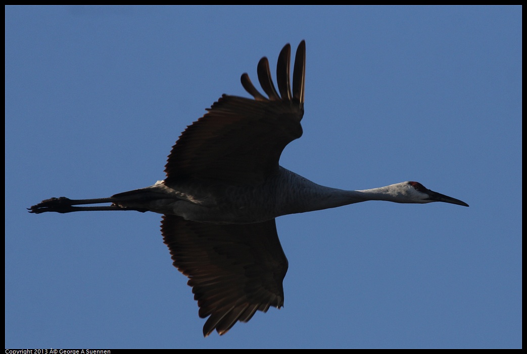 0119-090452-01.jpg - Sandhill Crane