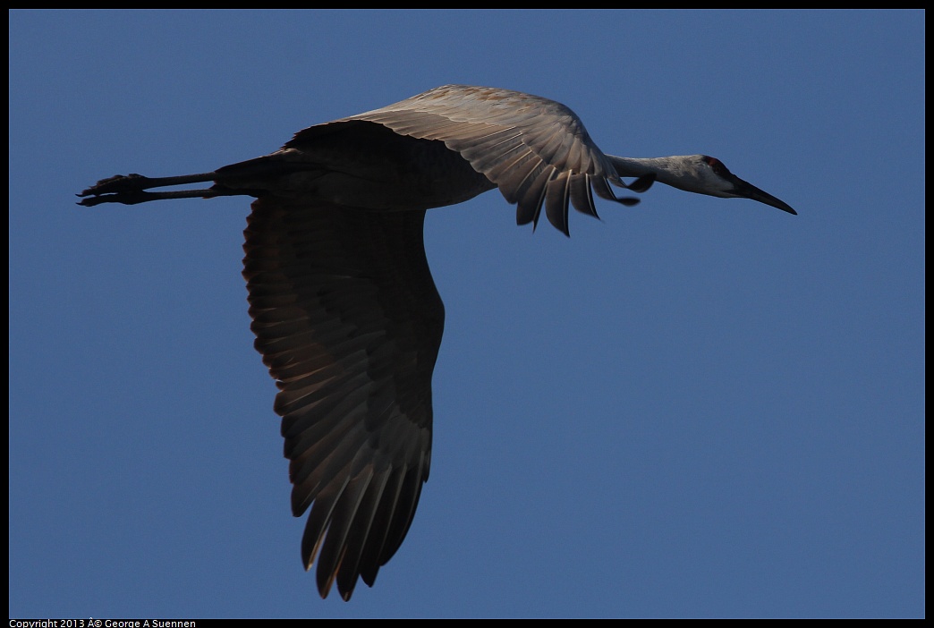 0119-090453-02.jpg - Sandhill Crane