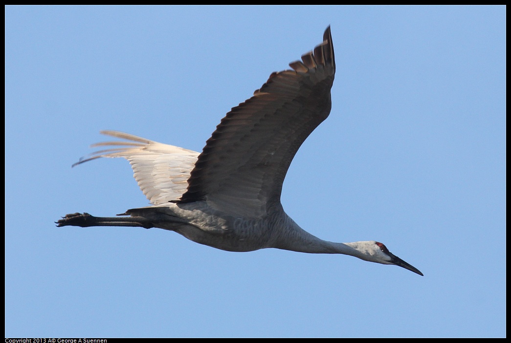 0119-090454-05.jpg - Sandhill Crane