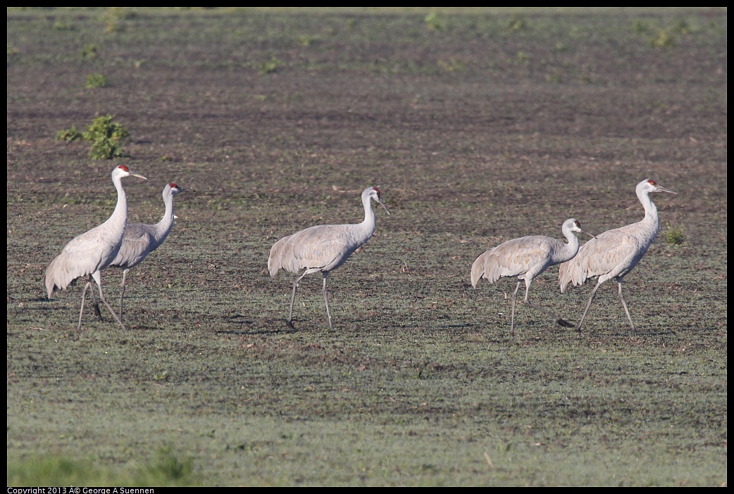 0119-090807-02.jpg - Sandhill Crane