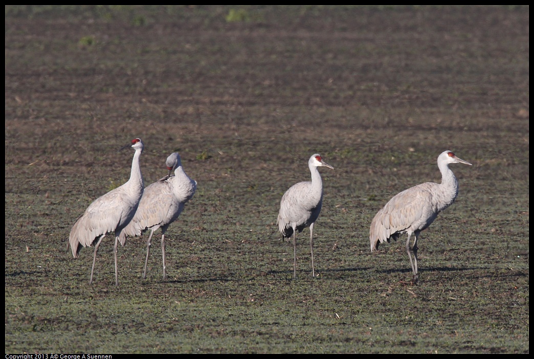 0119-091051-01.jpg - Sandhill Crane