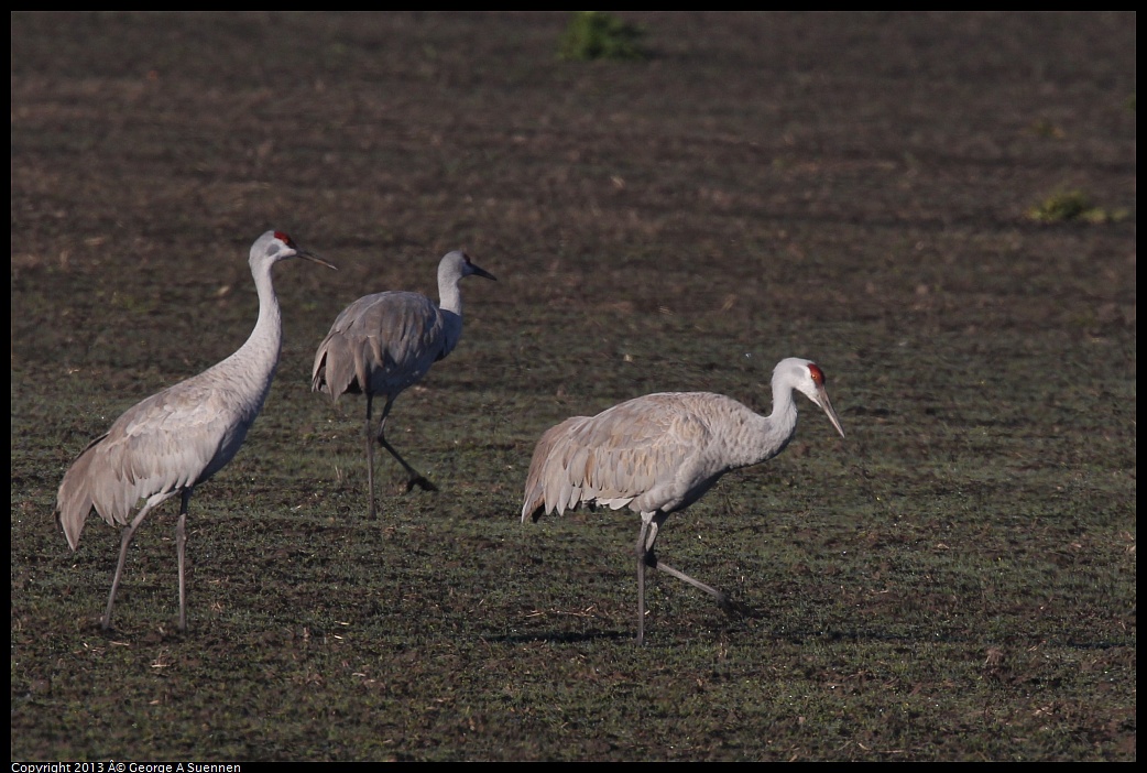 0119-091134-02.jpg - Sandhill Crane