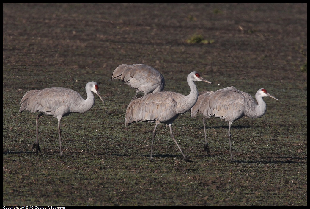 0119-091150-02.jpg - Sandhill Crane