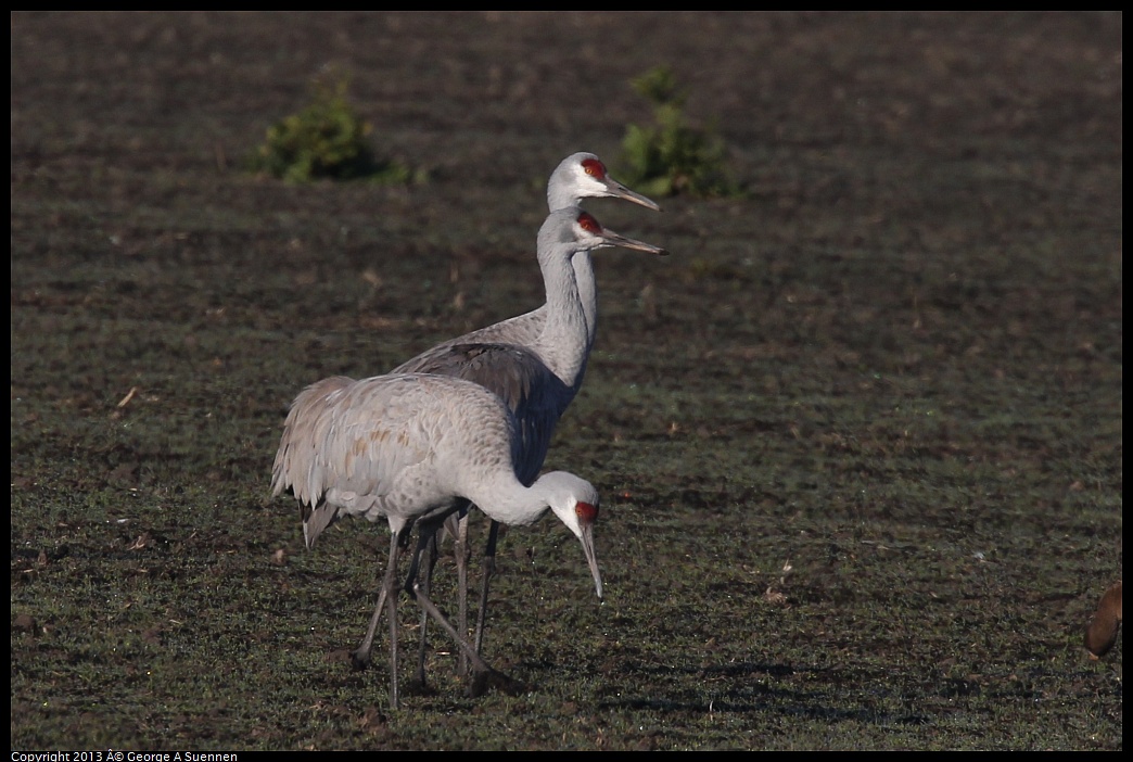 0119-091247-02.jpg - Sandhill Crane