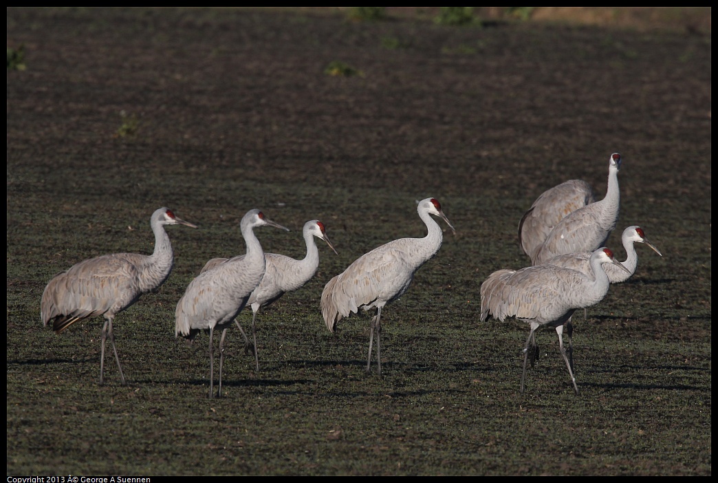 0119-091526-01.jpg - Sandhill Crane