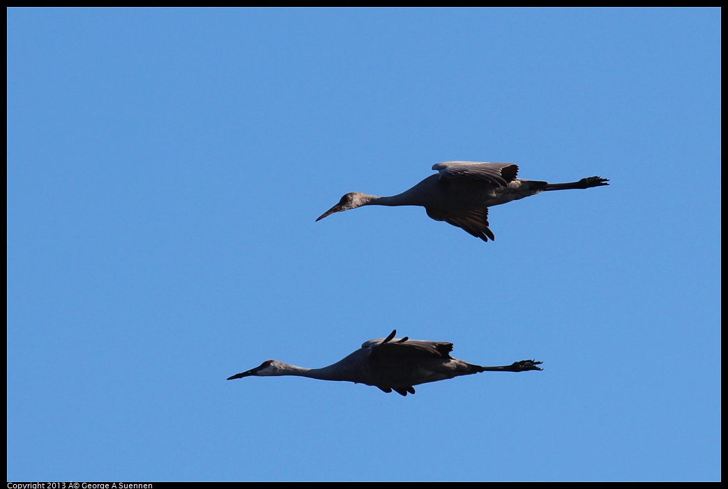 0119-091538-02.jpg - Sandhill Crane