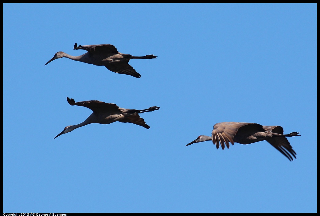 0119-091545-04.jpg - Sandhill Crane