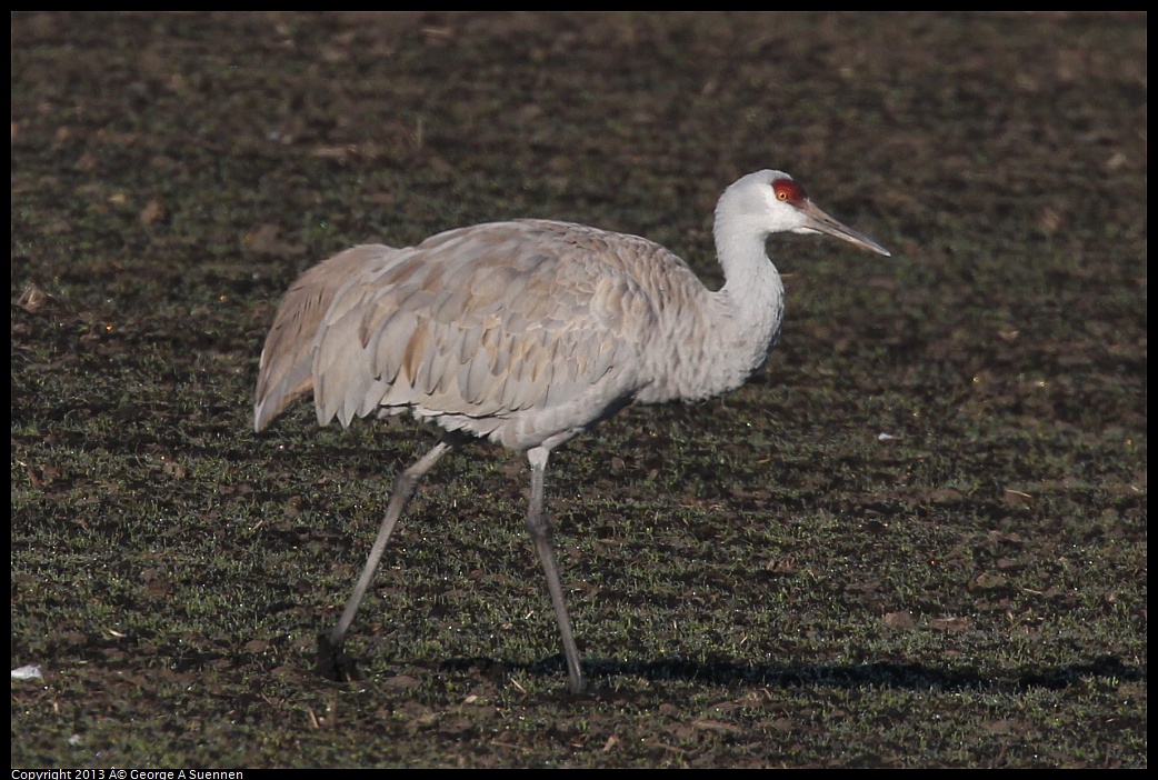 0119-091552-02.jpg - Sandhill Crane