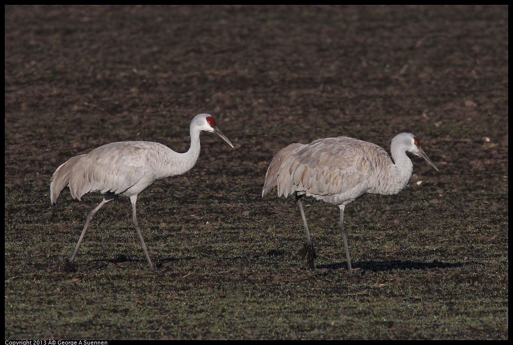 0119-091620-01.jpg - Sandhill Crane