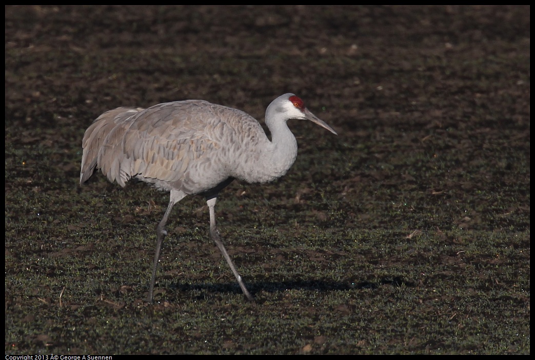 0119-091626-01.jpg - Sandhill Crane