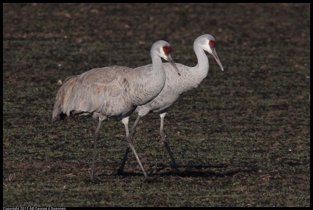 0119-091630-02.jpg - Sandhill Crane