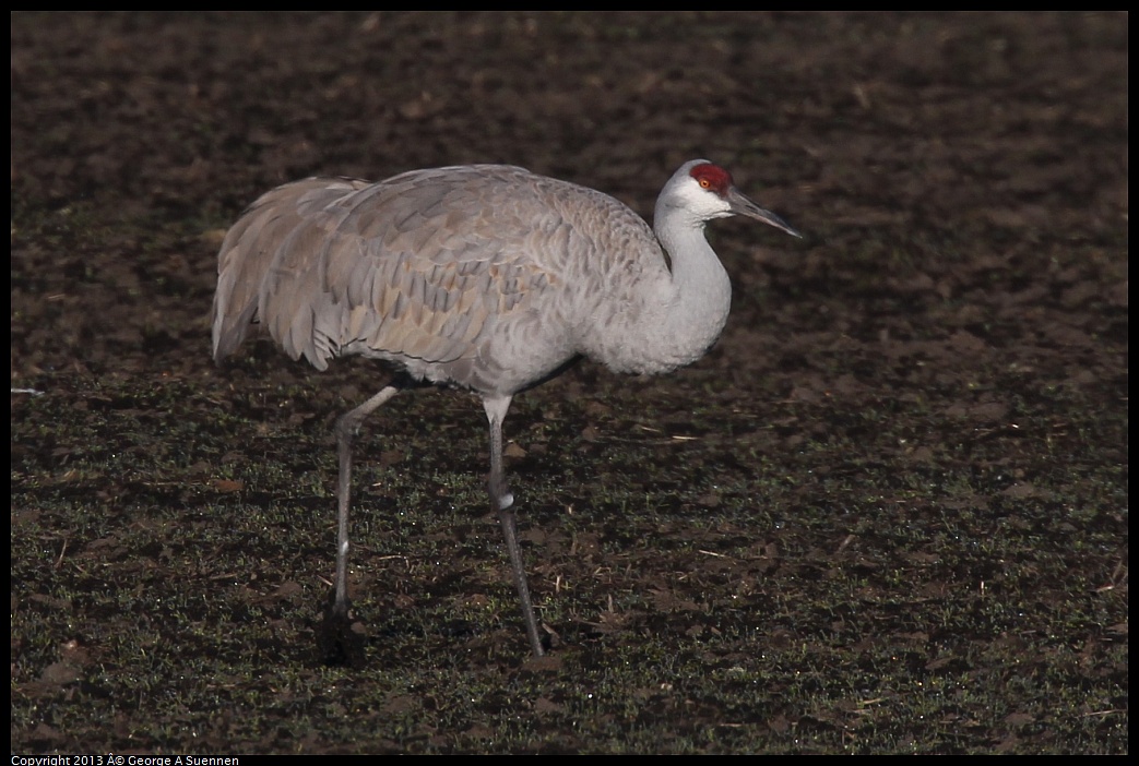 0119-091650-01.jpg - Sandhill Crane