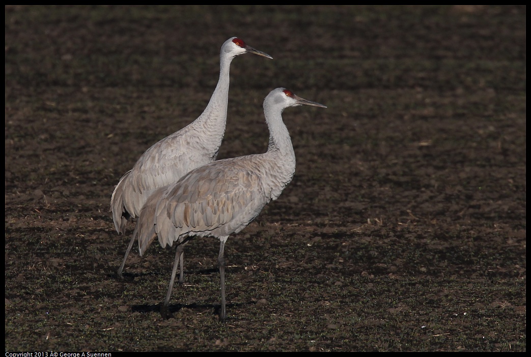 0119-091717-02.jpg - Sandhill Crane