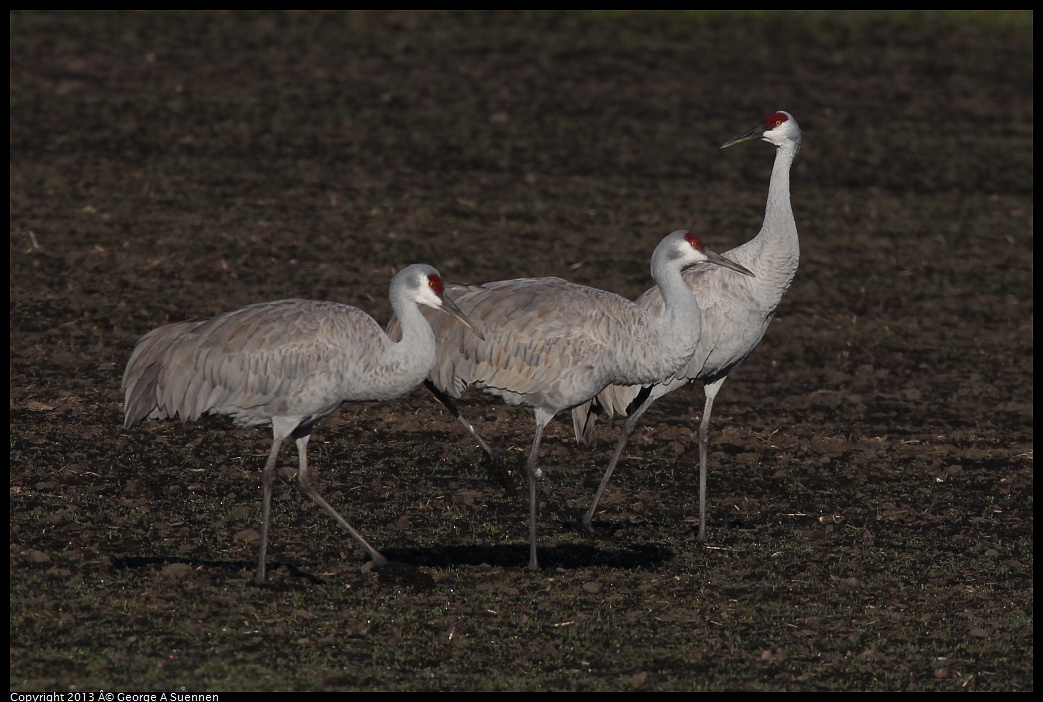 0119-091737-02.jpg - Sandhill Crane