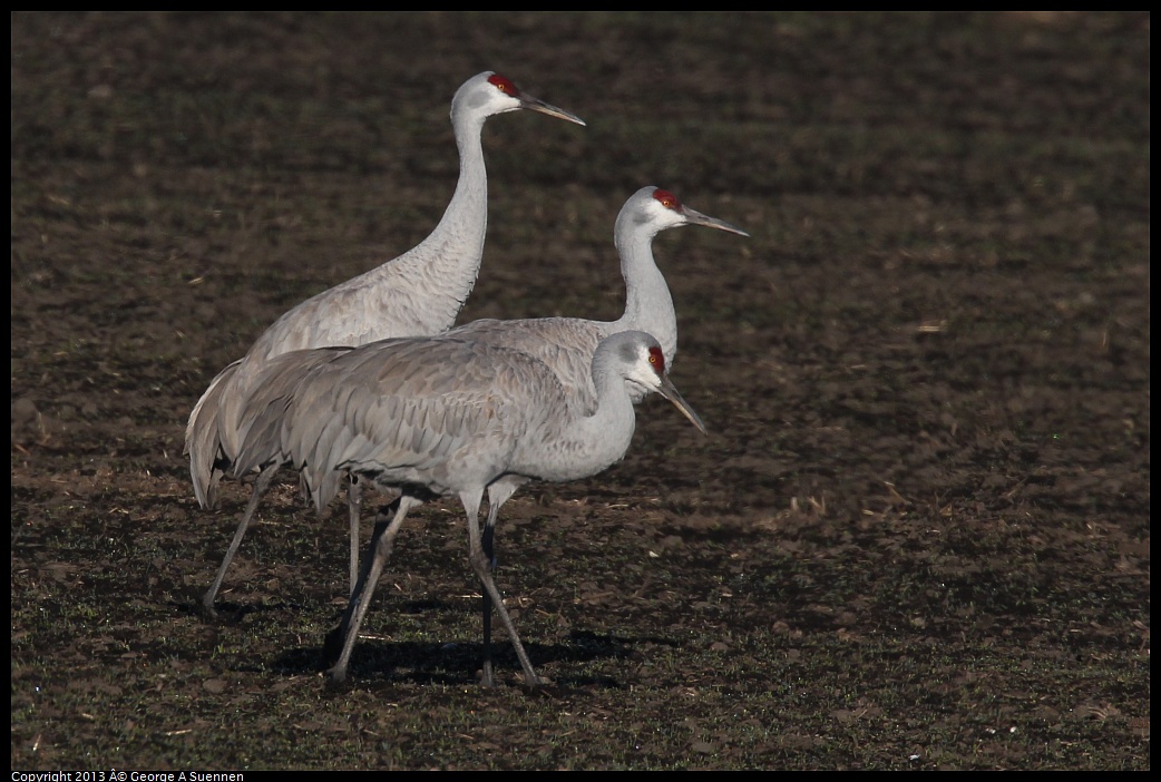 0119-091741-01.jpg - Sandhill Crane