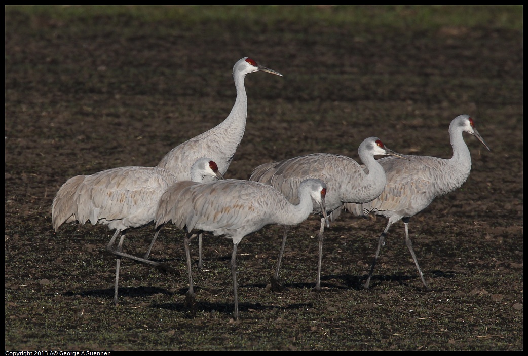 0119-091745-01.jpg - Sandhill Crane