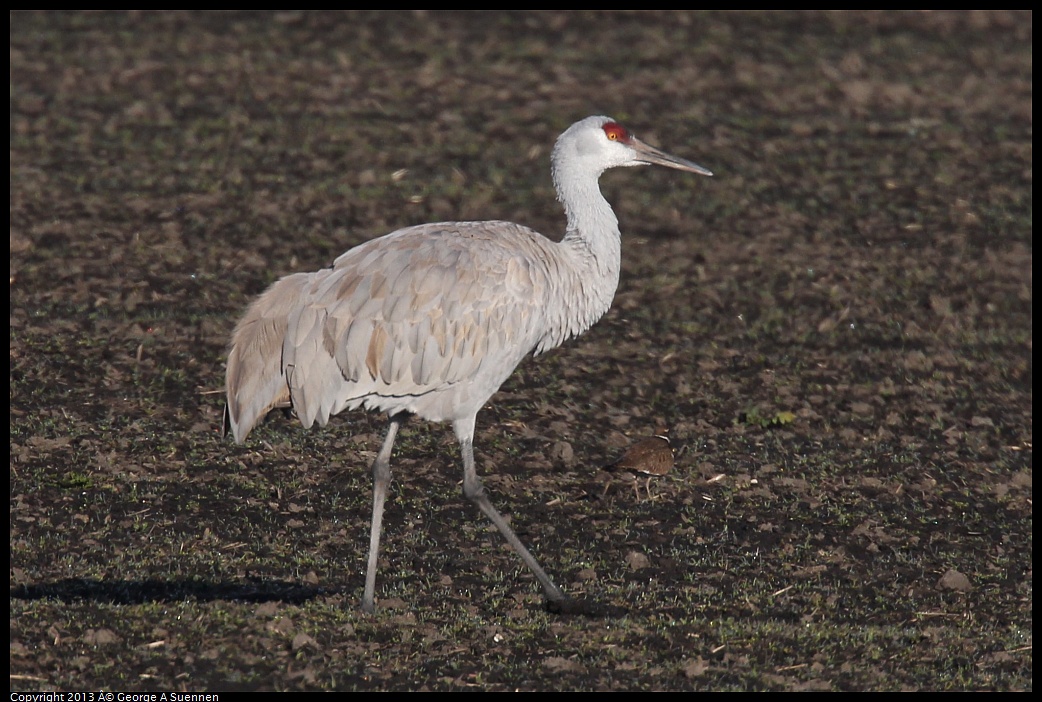 0119-091848-01.jpg - Sandhill Crane