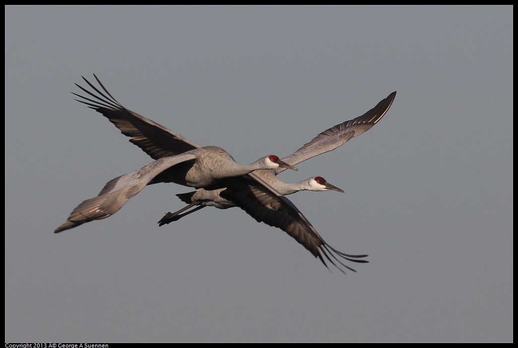 0119-092511-05.jpg - Sandhill Crane