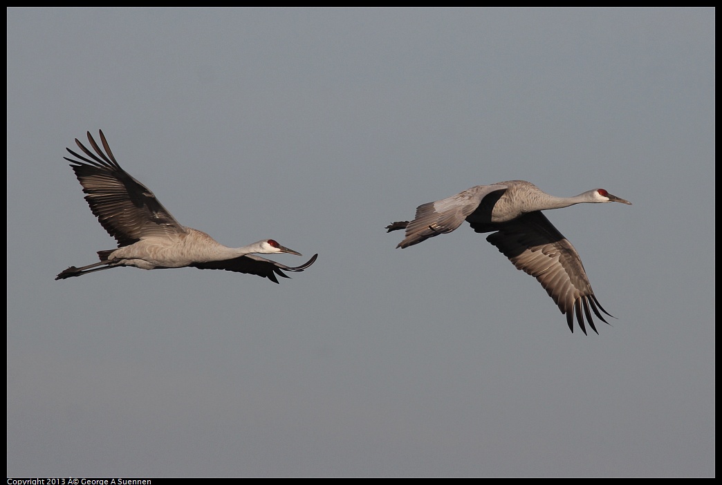 0119-092513-06.jpg - Sandhill Crane