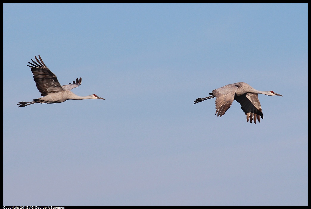 0119-092829-02.jpg - Sandhill Crane