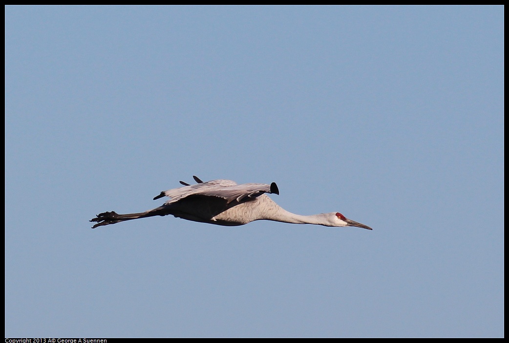 0119-092837-03.jpg - Sandhill Crane