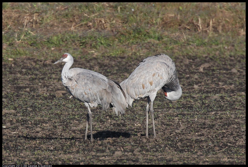 0119-093125-01.jpg - Sandhill Crane