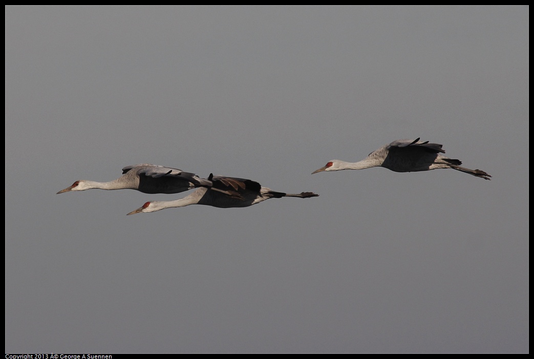 0119-093237-03.jpg - Sandhill Crane