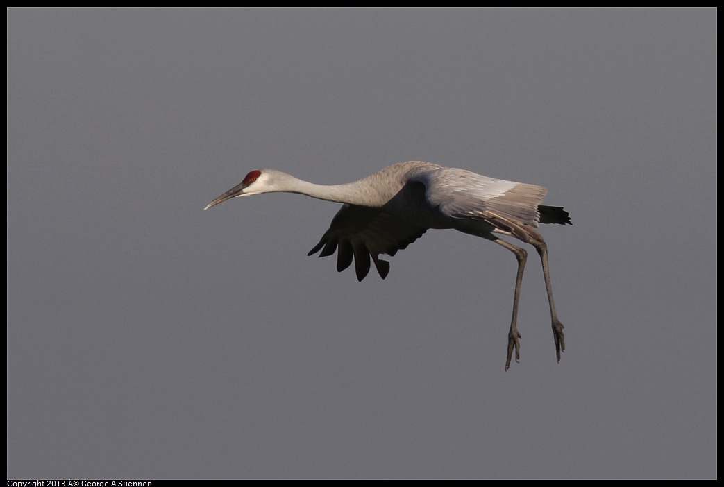 0119-093348-03.jpg - Sandhill Crane