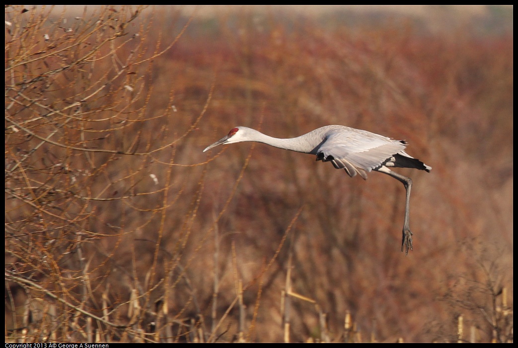 0119-093349-05.jpg - Sandhill Crane