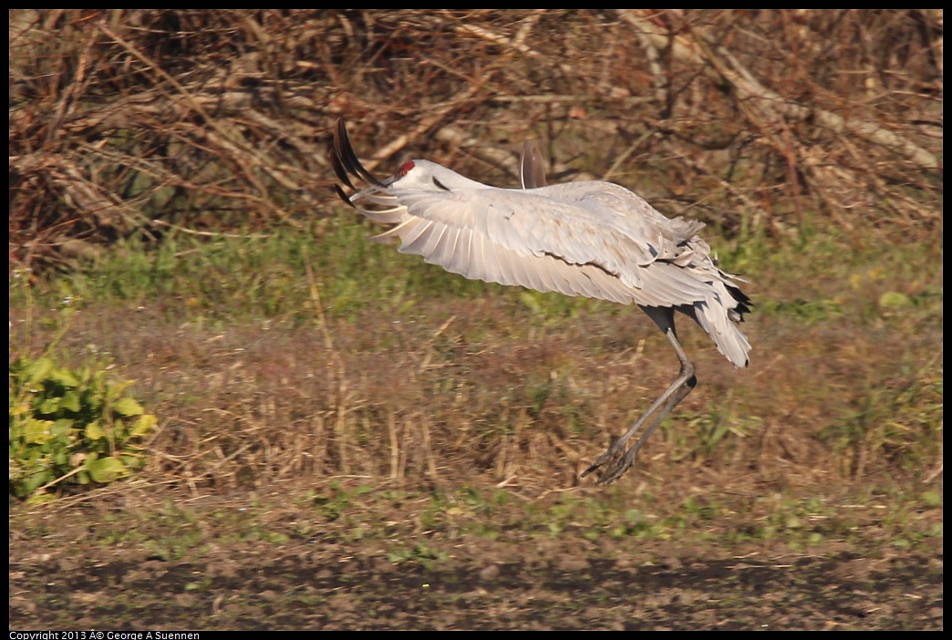 0119-093351-04.jpg - Sandhill Crane