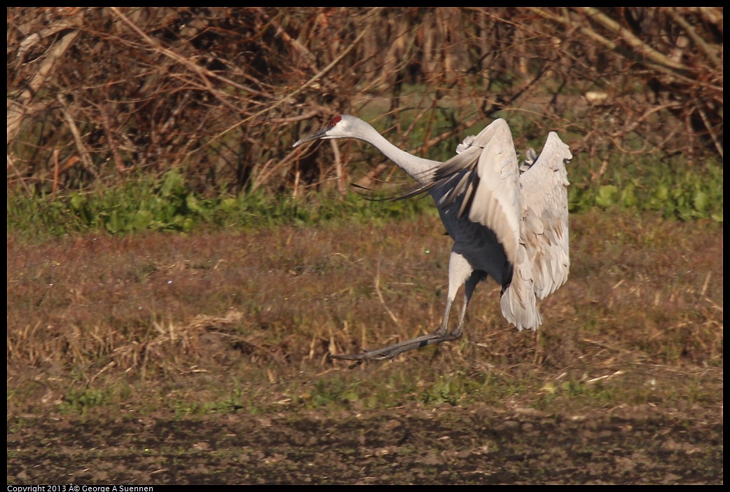 0119-093351-06.jpg - Sandhill Crane