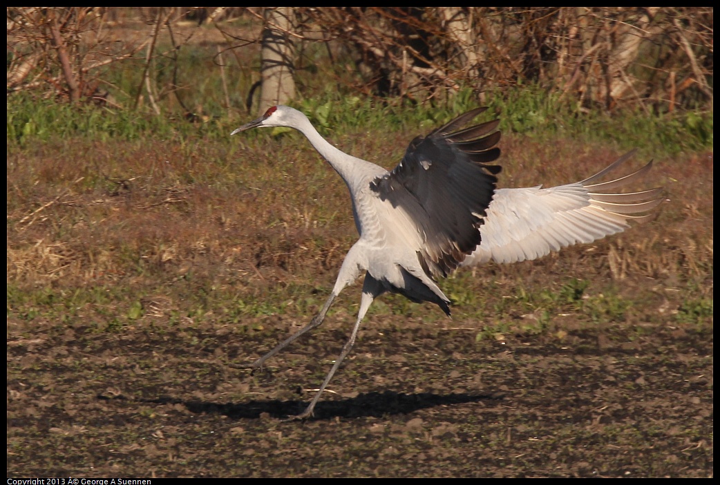 0119-093352-02.jpg - Sandhill Crane