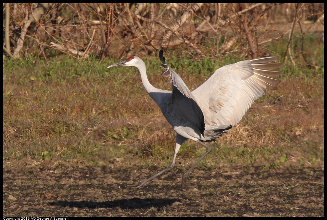 0119-093352-04.jpg - Sandhill Crane