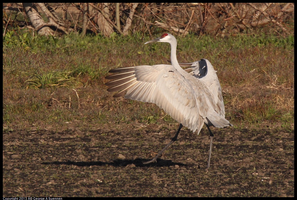 0119-093352-05.jpg - Sandhill Crane