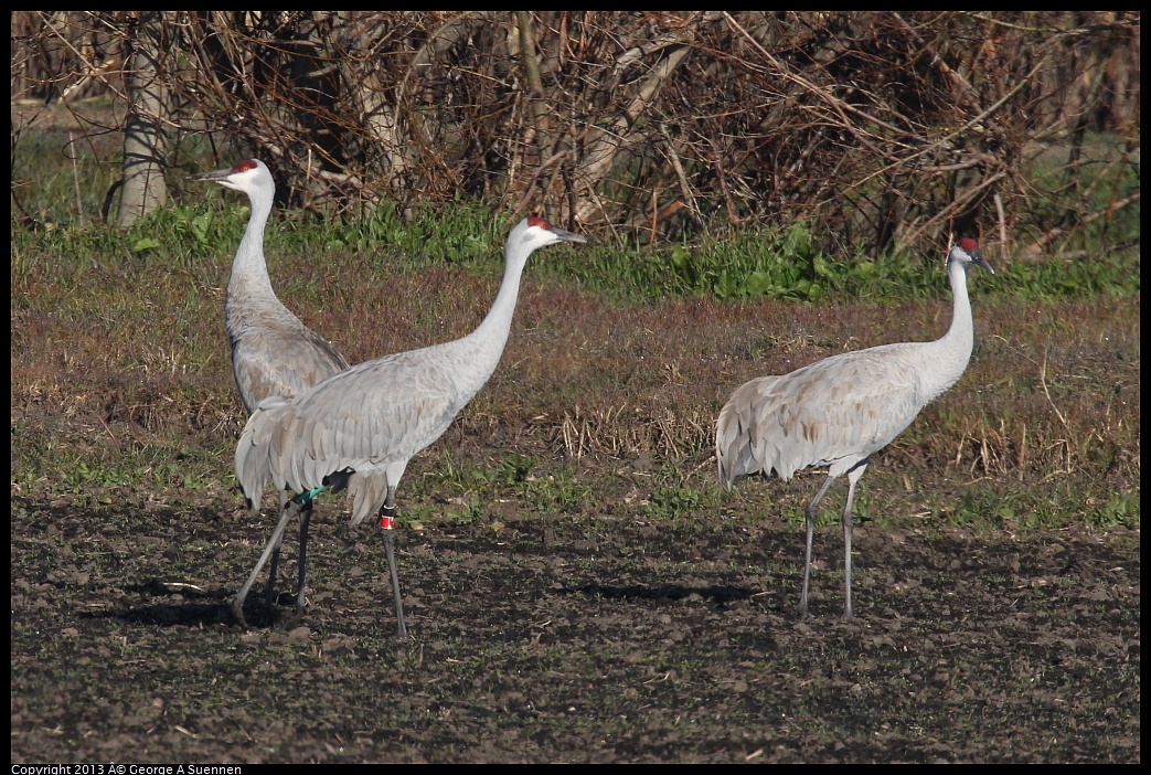 0119-093430-01.jpg - Sandhill Crane