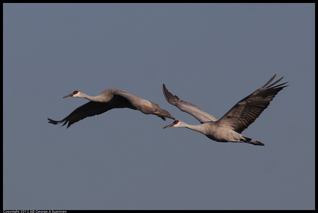 0119-093647-02.jpg - Sandhill Crane