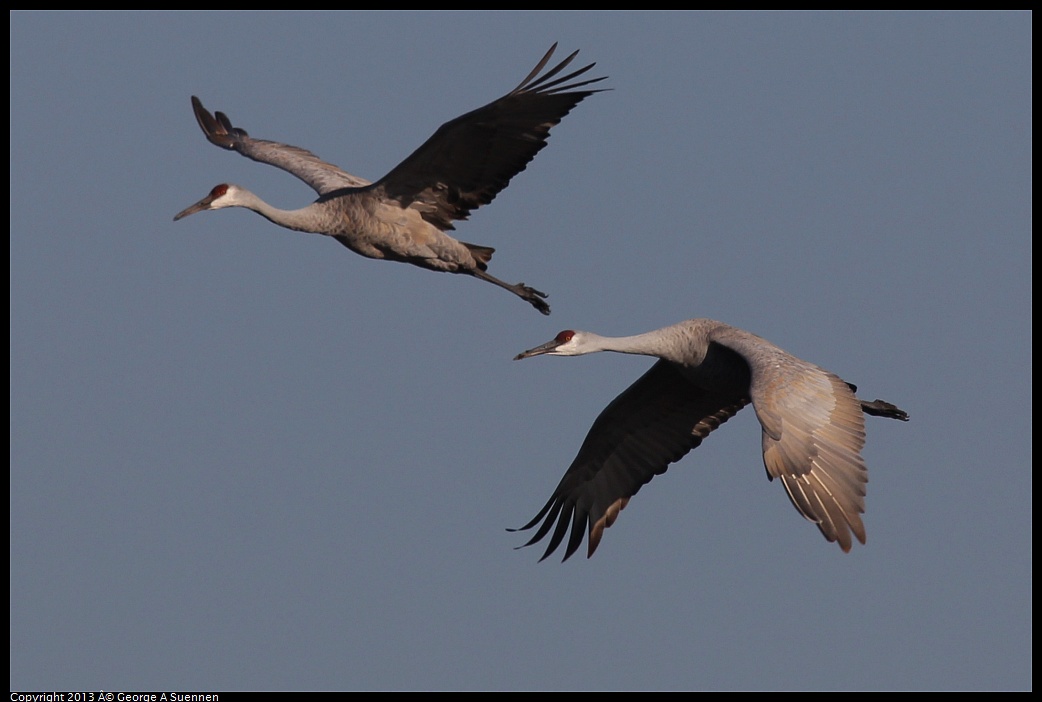 0119-093648-01.jpg - Sandhill Crane