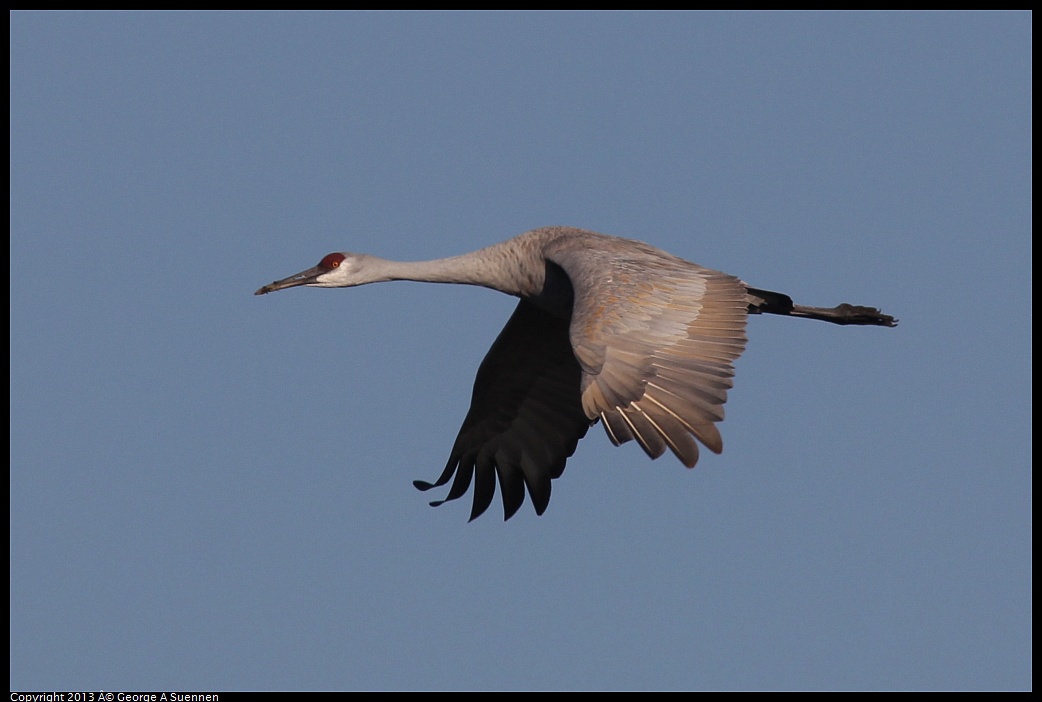 0119-093654-01.jpg - Sandhill Crane