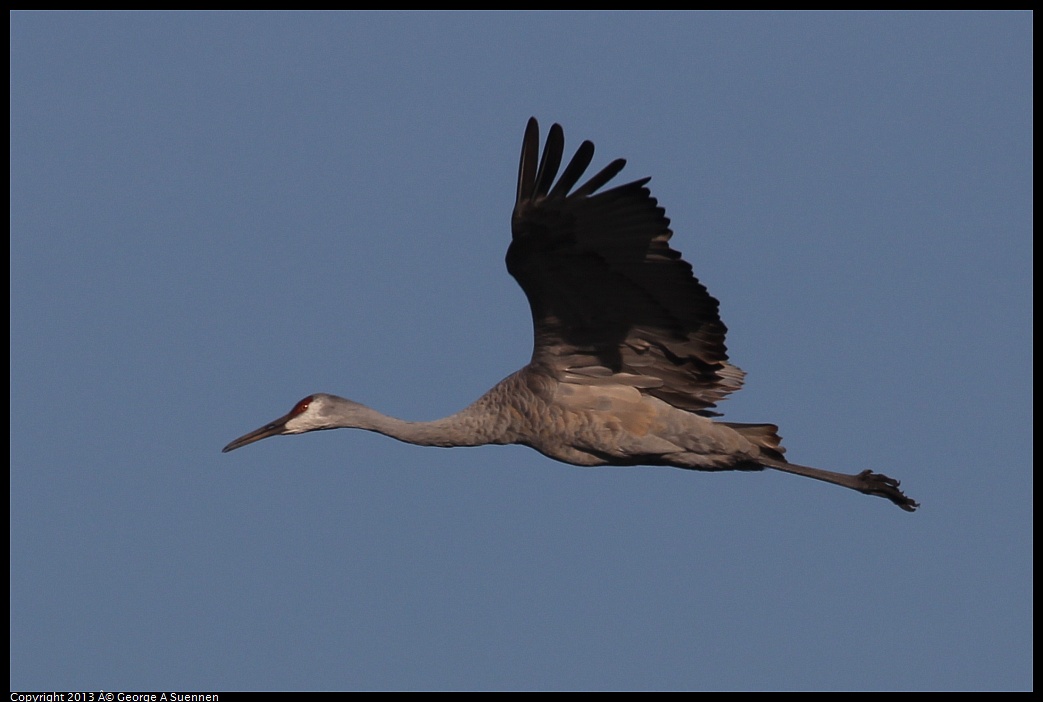 0119-093657-01.jpg - Sandhill Crane