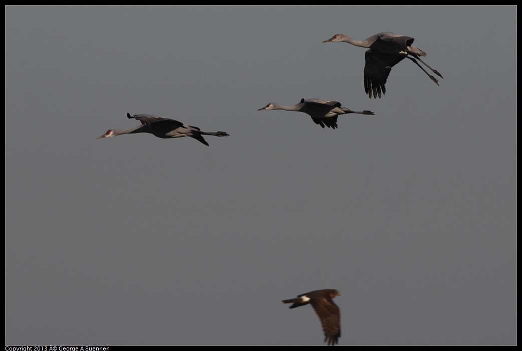 0119-093720-04.jpg - Sandhill Crane and Harrier