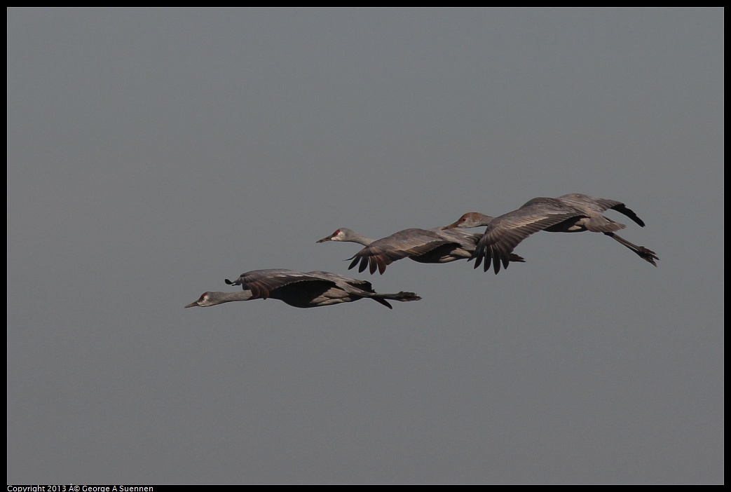 0119-093722-02.jpg - Sandhill Crane