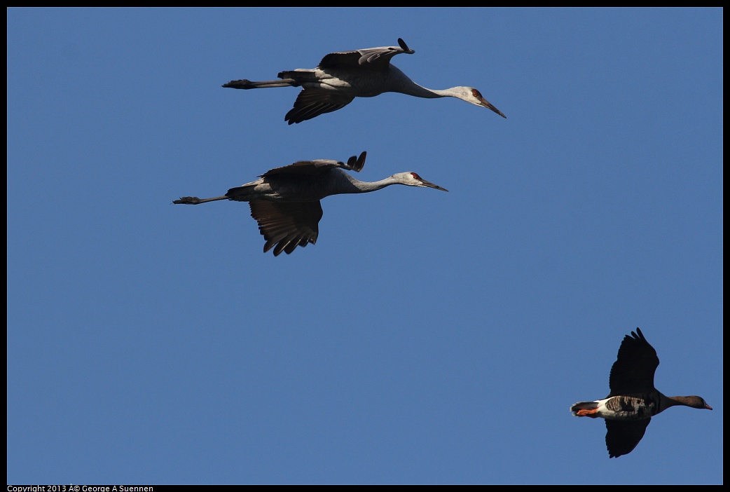 0119-093826-03.jpg - Sandhill Crane and Greater White-fronted Goose 