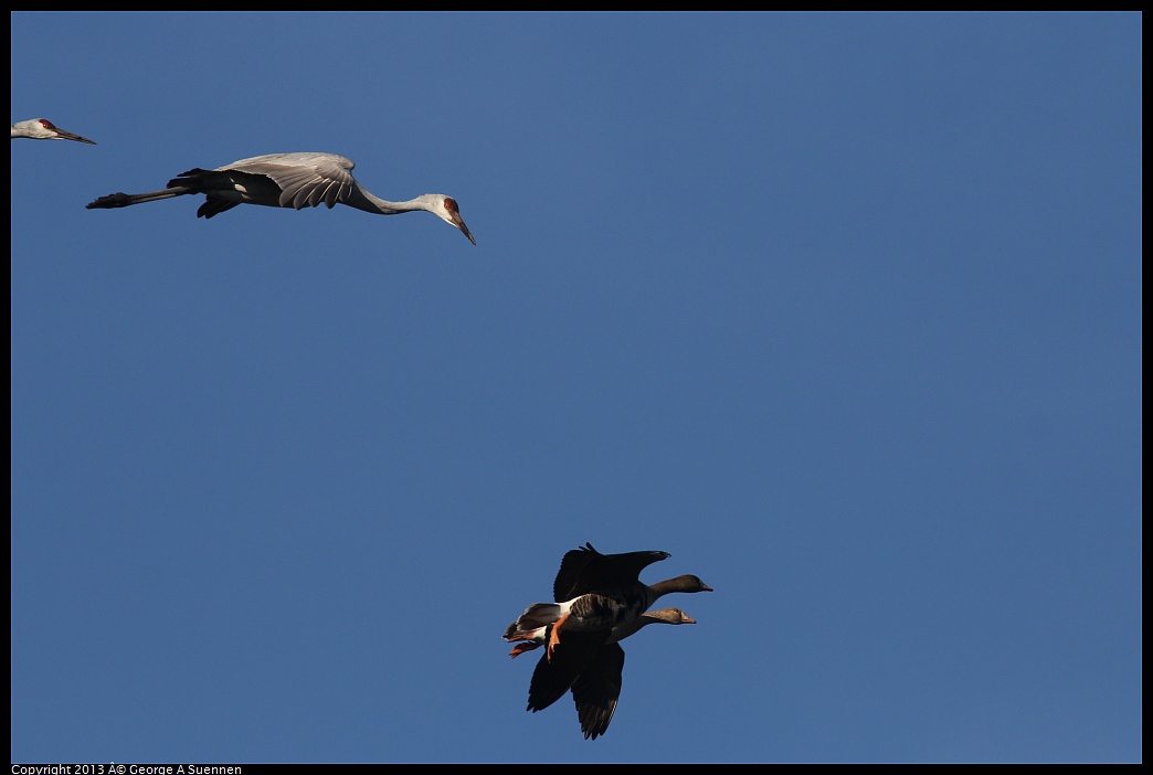 0119-093827-03.jpg - Sandhill Crane and Greater White-fronted Goose 