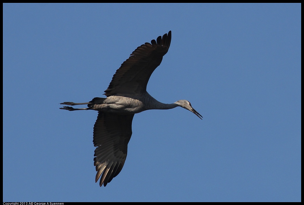 0119-093831-01.jpg - Sandhill Crane