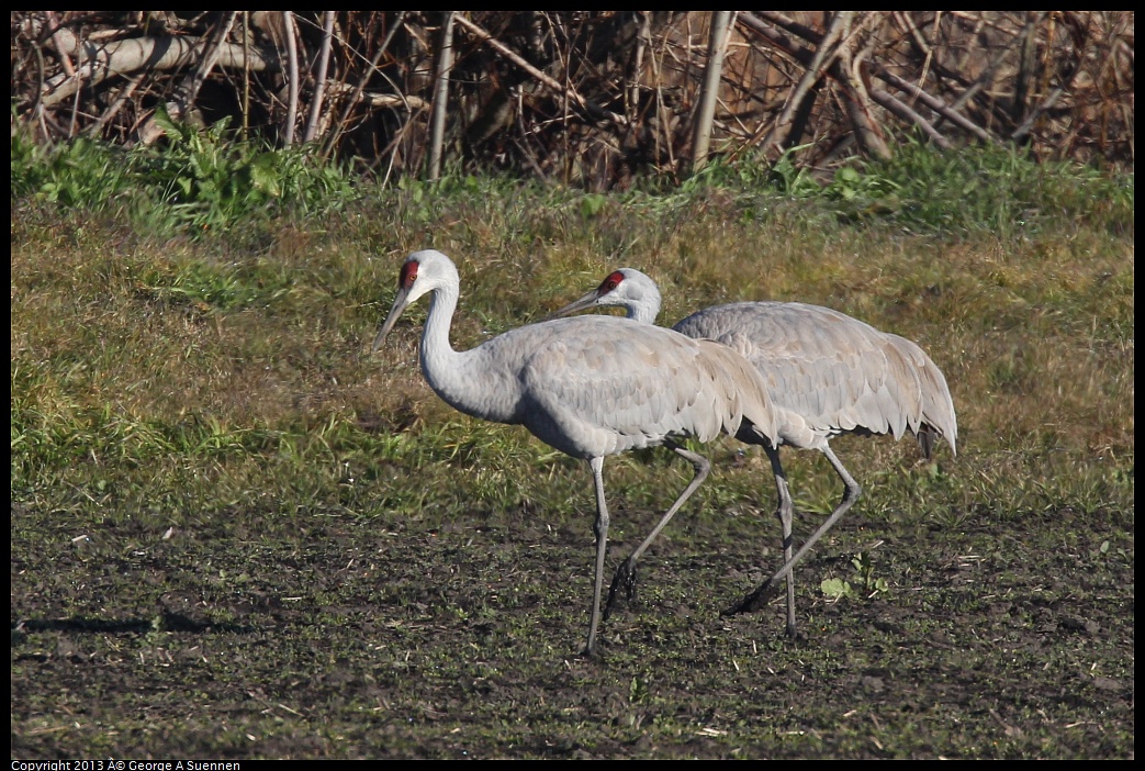 0119-093852-02.jpg - Sandhill Crane