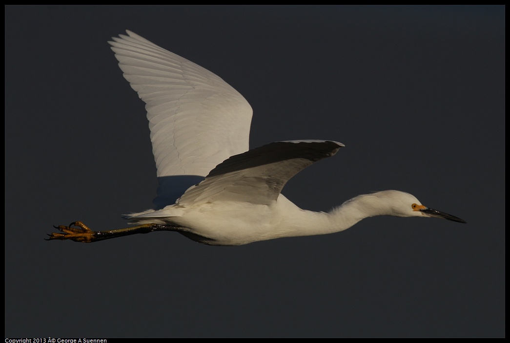 0119-084536-02.jpg - Snowy Egret