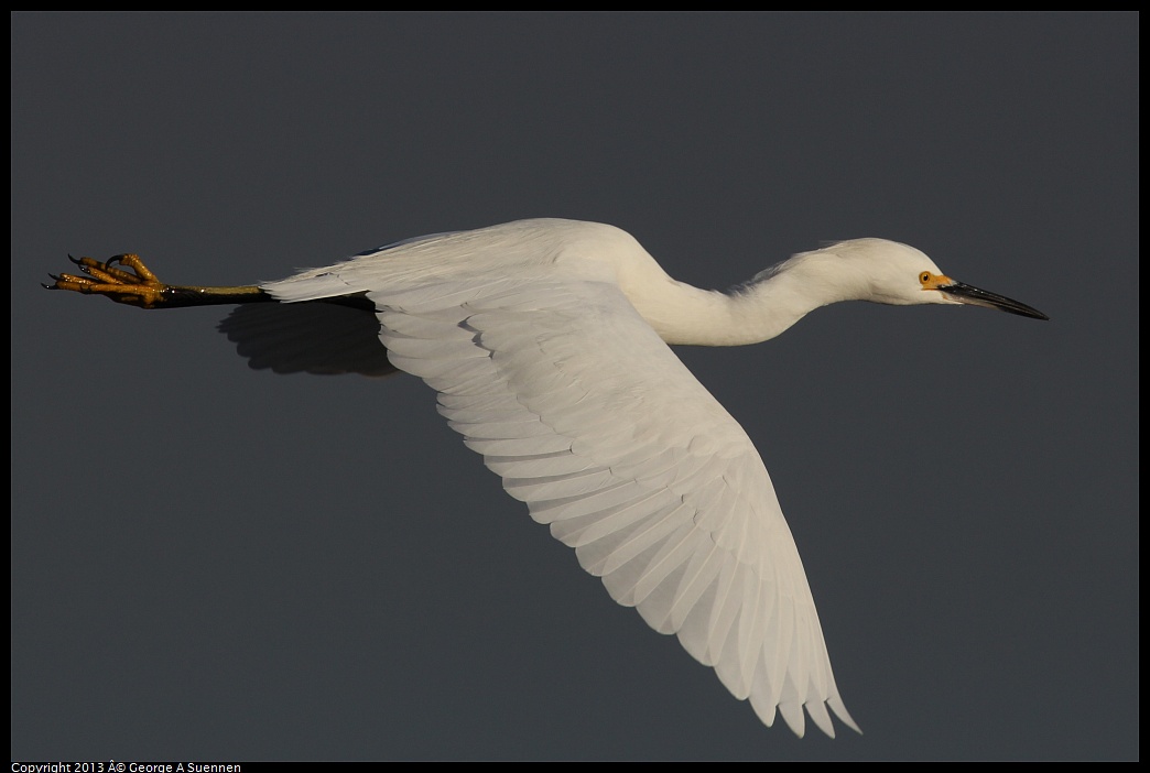 0119-084536-03.jpg - Snowy Egret